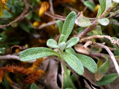 Alyssum montanum, photographed by Wolfgang Jauch