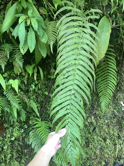 Reholttumia truncata, photographed by 呂一起(Lyu yi-chi)