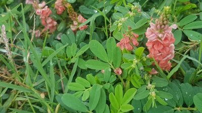 Indigofera hendecaphylla, photographed by Margaret Burger