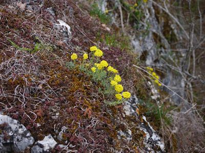 Alyssum montanum, photographed by Wolfgang Jauch