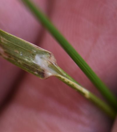 Poa palustris, photographed by Eric Lamb