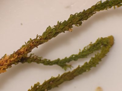 Anomodon rugelii, photographed by Quinten Wiegersma