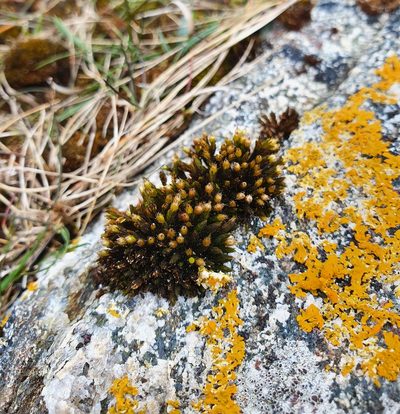 Lewinskya rupestris, photographed by Jonathan Hughes