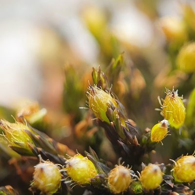 Lewinskya rupestris, photographed by Jonathan Hughes