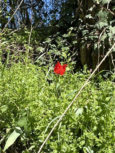 Tulipa agenensis, photographed by Alessandra Lugaresi