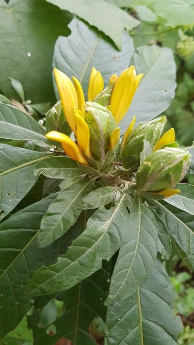 Anisotes longistrobus, photographed by Margaret Burger
