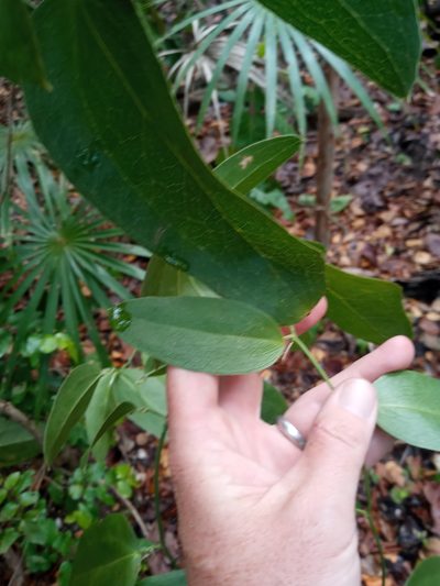 Smilax coriacea, photographed by Abby Darrah