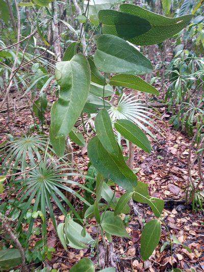 Smilax coriacea, photographed by Abby Darrah