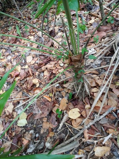 Coccothrinax alta, photographed by Abby Darrah