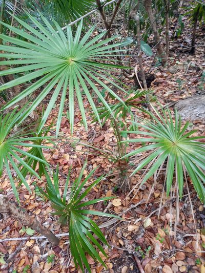 Coccothrinax alta, photographed by Abby Darrah