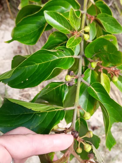 Colubrina arborescens, photographed by Abby Darrah