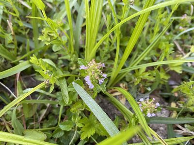 Clinopodium gracile, photographed by Daniel Patterson