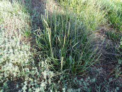 Plantago crassifolia, photographed by Grzegorz Grzejszczak