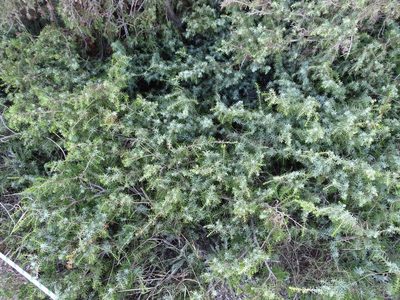 Juniperus macrocarpa, photographed by Grzegorz Grzejszczak