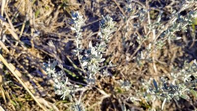 Artemisia cana, photographed by Anne C Lewis