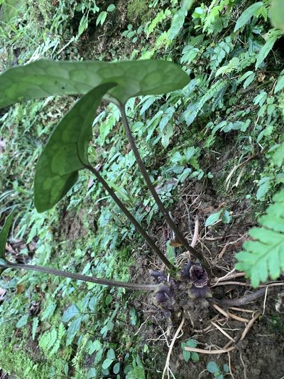 Asarum macranthum, photographed by 呂一起(Lyu yi-chi)