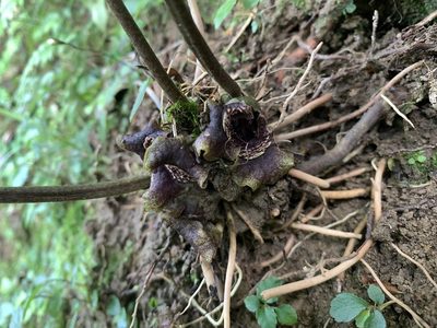 Asarum macranthum, photographed by 呂一起(Lyu yi-chi)