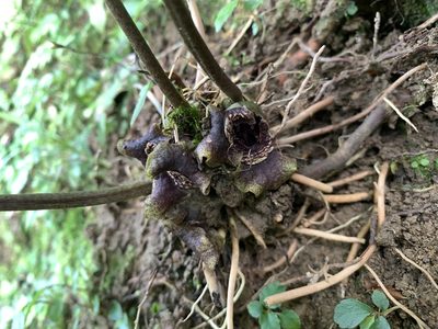 Asarum macranthum, photographed by 呂一起(Lyu yi-chi)