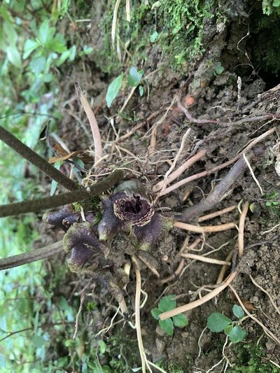 Asarum macranthum, photographed by 呂一起(Lyu yi-chi)