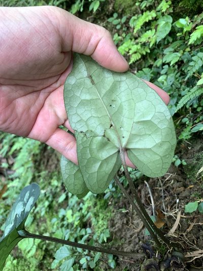 Asarum macranthum, photographed by 呂一起(Lyu yi-chi)