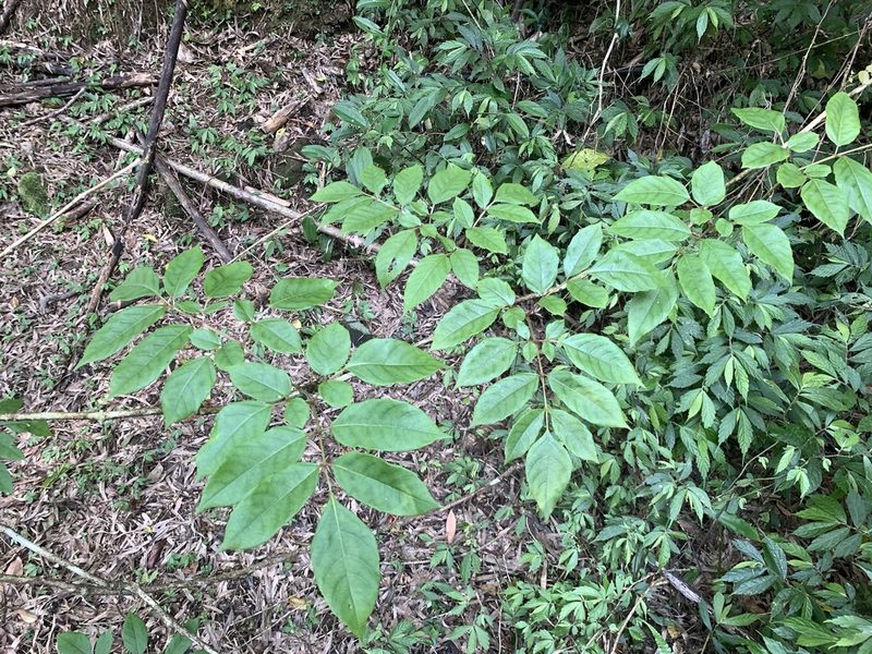 Nekemias cantoniensis, photographed by 呂一起(Lyu yi-chi)
