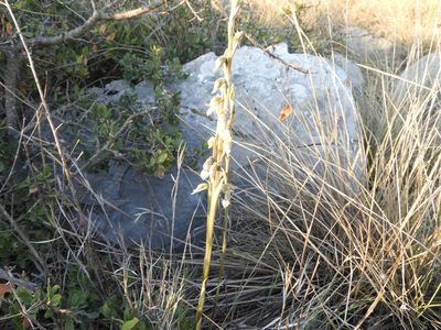 Sotoa confusa, photographed by Leticia Jiménez Hernández