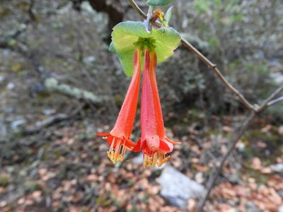 Lonicera pilosa, photographed by Leticia Jiménez Hernández