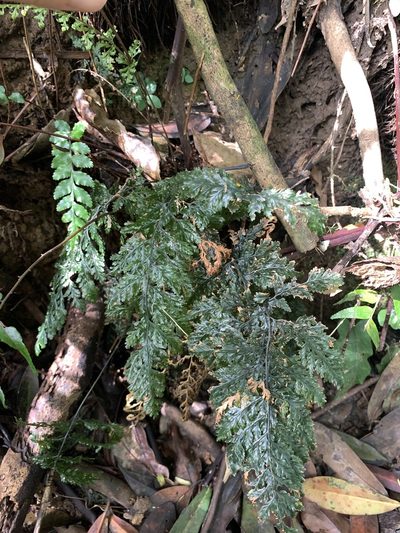 Abrodictyum obscurum, photographed by 呂一起(Lyu yi-chi)
