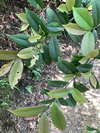 Adinandra formosana, photographed by 呂一起(Lyu yi-chi)