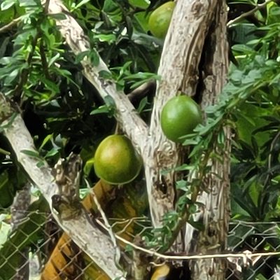 Crescentia alata, photographed by Maria Janeiro