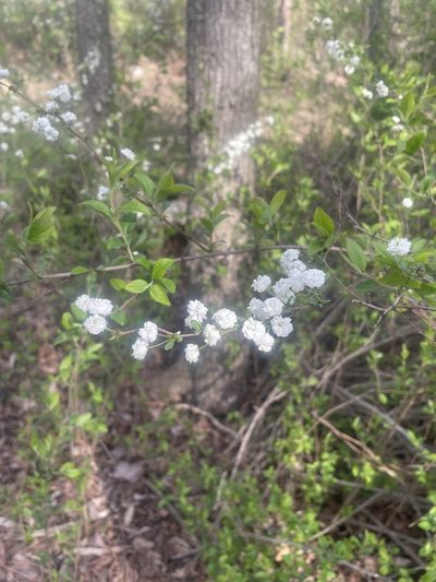 Spiraea prunifolia, photographed by rashcollector