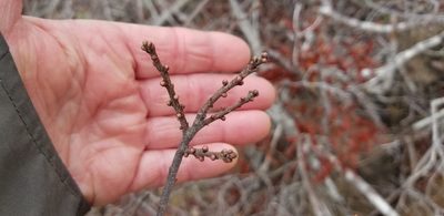 Myrica pensylvanica, photographed by Micki Colbeck