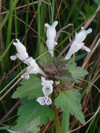 Lamium bifidum, photographed by WATANABE Hitoshi 渡辺仁