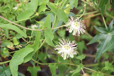 Passiflora misera, photographed by demianlescano