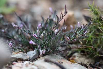 Polygala rupestris, photographed by Tim Johnson