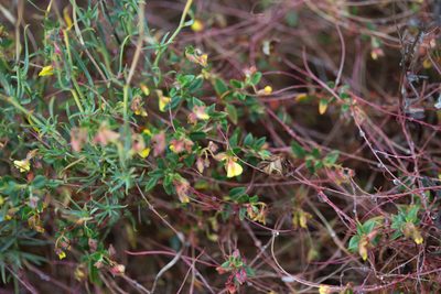 Helianthemum marifolium, photographed by Tim Johnson