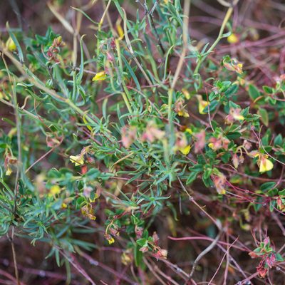 Bupleurum fruticescens, photographed by Tim Johnson