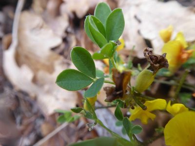 Chamaecytisus ratisbonensis, photographed by Michael Andresek