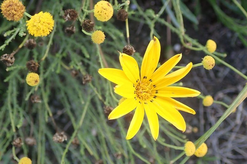 Gazania krebsiana, photographed by Andrew Deacon
