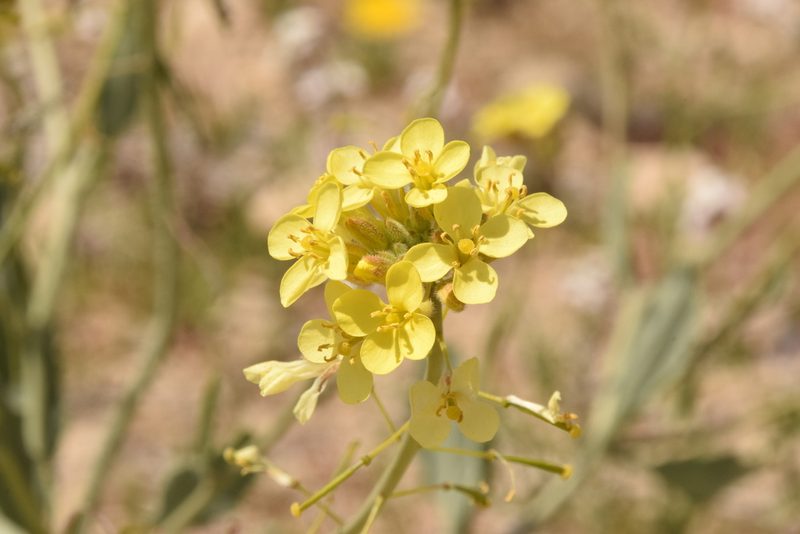 Diplotaxis harra, photographed by Mitch Van Dyke