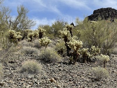 Cylindropuntia bigelovii, photographed by CK2AZ