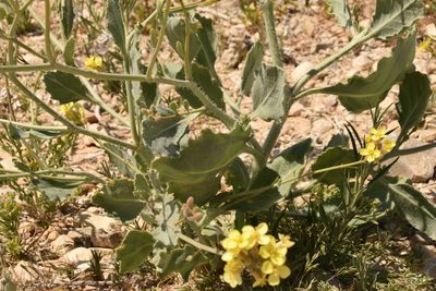 Diplotaxis harra, photographed by Mitch Van Dyke