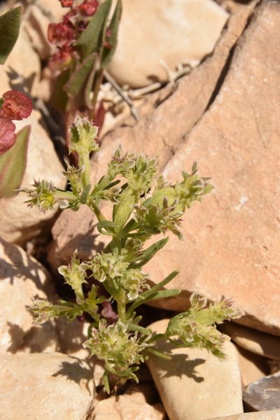 Pteranthus dichotomus, photographed by Mitch Van Dyke