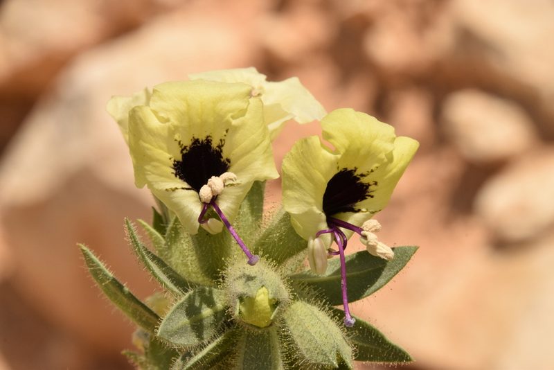 Hyoscyamus tibesticus, photographed by Mitch Van Dyke