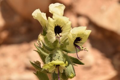 Hyoscyamus tibesticus, photographed by Mitch Van Dyke