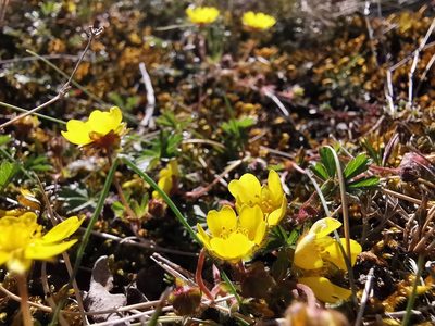 Potentilla verna, photographed by Justine Faure