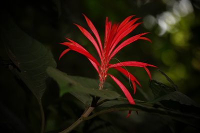 Aphelandra scabra