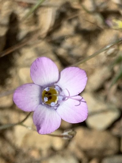 Gilia ochroleuca, photographed by william_hoyer