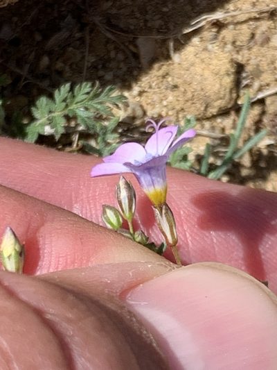 Gilia ochroleuca, photographed by william_hoyer
