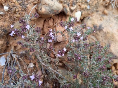 Thymus vulgaris, photographed by castieler